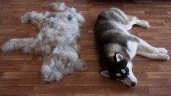 Features of pet care during moulting