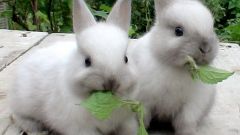 Тонкости и нюансы при выборе кролика