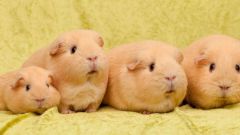Guinea pigs – Pets