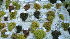Varieties of grapes for a vegetable garden