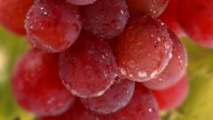 «Блестящий» сорт винограда
