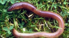Assistant for flowers and garden. Earthworm
