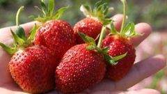 Do I need to water strawberries during flowering