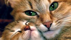 Personality and the psychology of cats