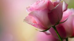 Применение лепестков роз в домашних условиях