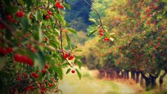 Save the cherry harvest