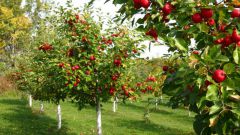 Секреты правильной закладки плодового сада