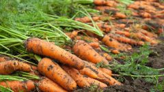 Урожай моркови: убираем правильно