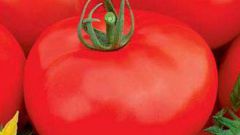 Какой сорт томатов один из лучших: "Андромеда F1"