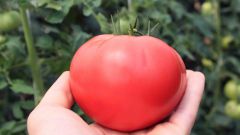 Как вырастить помидоры сорта "Розовый слон"