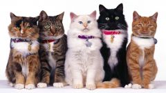 5 самых распространенных пород кошек