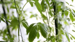 Чем полезно растение Цзяо Гу Лань, как его принимать и можно ли вырастить в домашних условиях