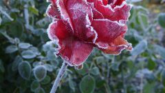 Как укрыть розы на зиму в Подмосковье