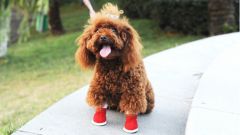 Зачем нужна обувь для собак
