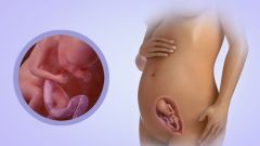 20 недель беременности: ощущения, развитие плода