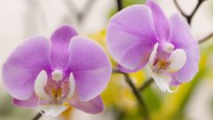 Фаленопсис: уход за орхидеей в домашних условиях