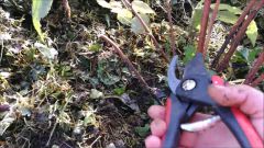 Как обрезать ремонтантную малину осенью на приусадебном участке