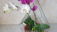 Как высадить орхидею в стеклянный флорариум 