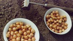 Как посадить лук-севок под зиму на приусадебном участке