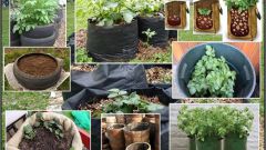 Как посадить картошку вертикально, чтобы получать супер-урожаи