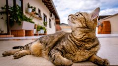 Как вывести блох у кошки народными средствами