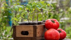 Как вырастить здоровую рассаду томатов