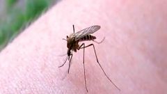 Какие средства помогают от комариных укусов