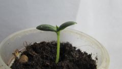 Как сеять огуречные семена в стаканчики