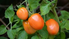 Когда и как окучивать помидоры в теплице