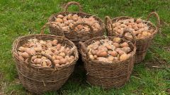 Нужно ли обламывать ростки у картофеля перед посадкой