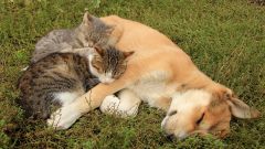Какие болезни передаются кошкам и собакам от клещей