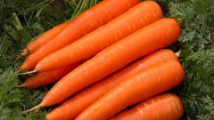 Как вырастить крупную и сладкую морковку