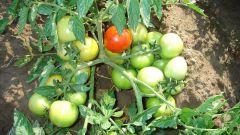 Как ускорить созревание помидоров: полезные хитрости