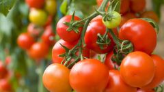 Как защитить помидоры от фитофторы в открытом грунте