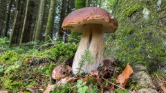 Как правильно собирать грибы в лесу самостоятельно