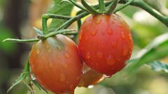 Как выращивать помидоры в холодное лето