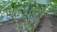 Чем подкормить огурцы для повышения урожайности
