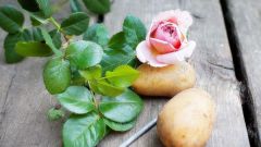 Как вырастить розу в картошке