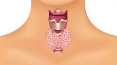 Что делает щитовидная железа
