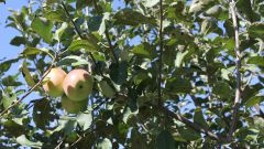 Чем обработать яблоню от тли