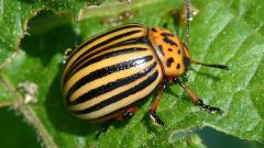 Как избавиться от колорадского жука: полезные советы