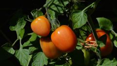 Как выращивать томаты и ухаживать за ними