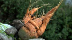Почему морковь вырастает уродливой