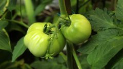 Почему опадают зеленые незрелые помидоры