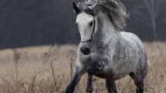 Чем отличаются орловские рысаки: история, породные признаки, фото коней