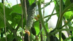 Чем обработать огурцы от тли во время плодоношения