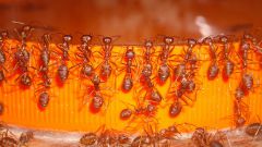 Как вывести муравьев быстро и надолго