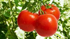 Как пасынковать помидоры в открытом грунте