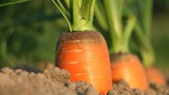 Чем подкормить морковь для роста