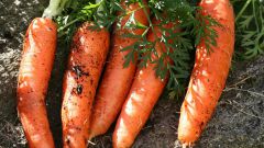 Чем подкормить морковь в августе, чтобы она была сладкая